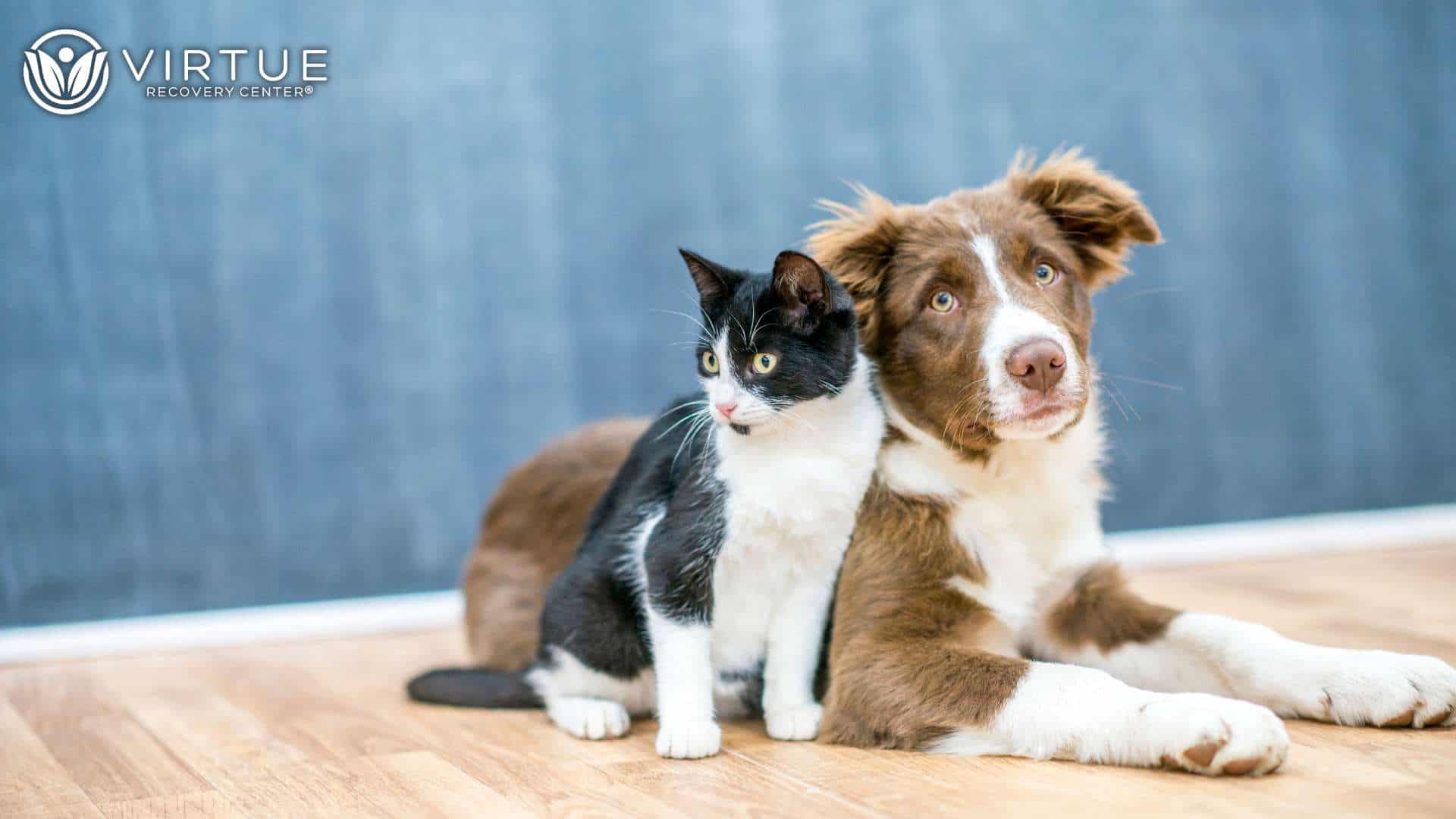 Marijuana Effects Is Cannabis Toxic to Cats and Dogs